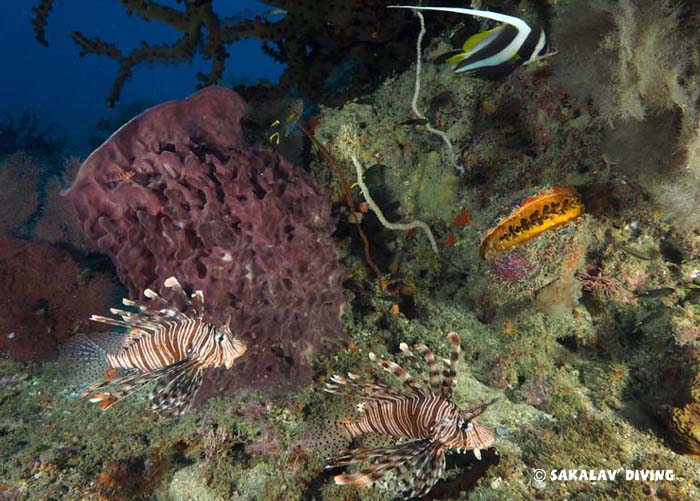 spécificités Plongée corail noir Nosy Be